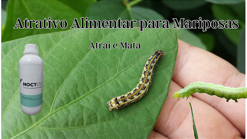 Noctovi Atrativo Alimentar Mariposas Do Soja E Outros