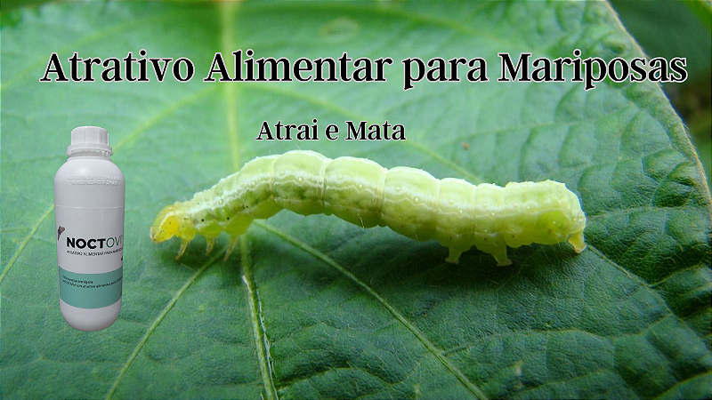 Noctovi Atrativo Alimentar Mariposas Do Soja E Outros