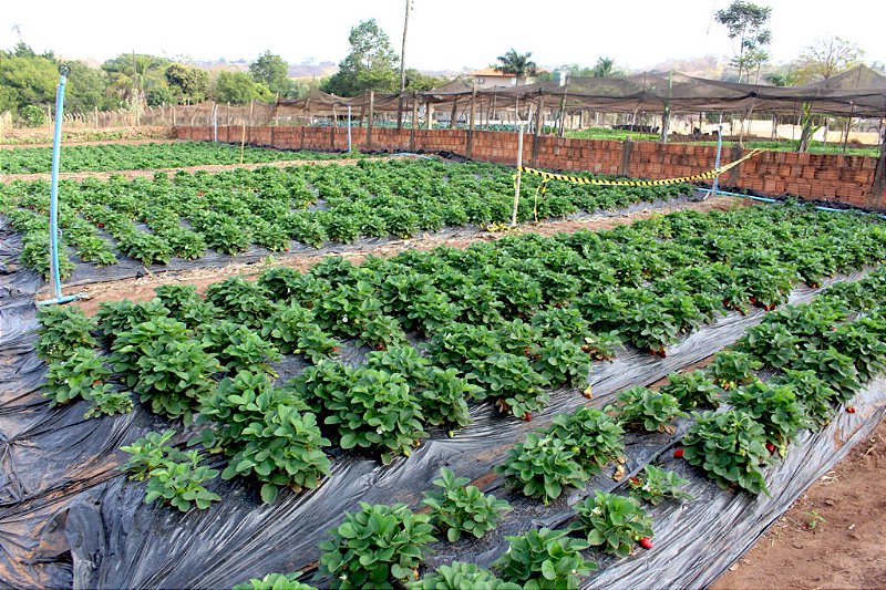 T300 Produto Para Ácaro Rajado Do Morango Biológico 1 Litro