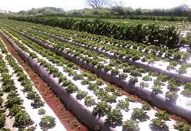 T300 Produto Para Ácaro Rajado Do Morango Biológico 1 Litro