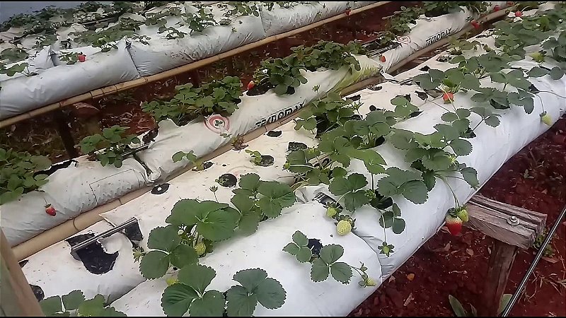 T300 Produto Para Ácaro Rajado Do Morango Biológico 1 Litro