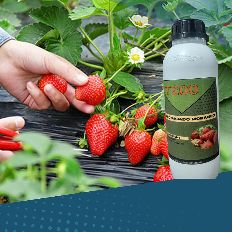 T300 Produto Para Ácaro Rajado Do Morango Biológico 1 Litro