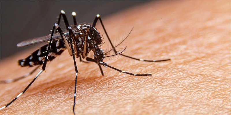 BTI-25 – Produto Biológico para Controle de Larvas do Mosquito
