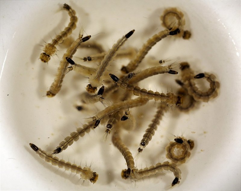 BTI-25 – Larvicida para Mosquitos, Dengue, Zika e Chikungunya