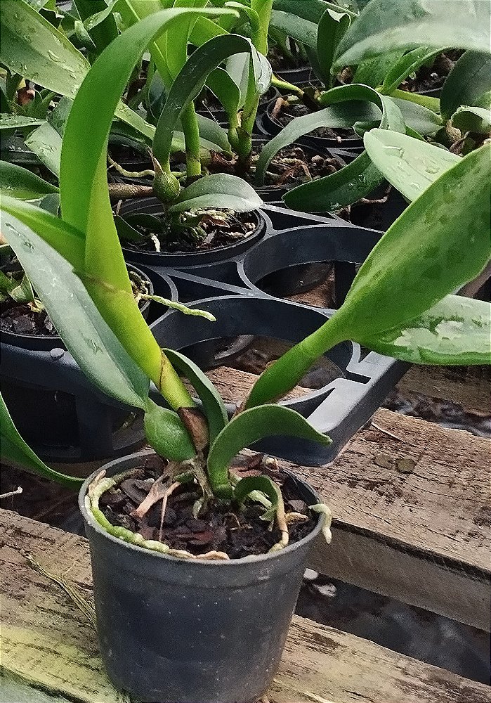 Sc. Destiny Golden fire (mudas)