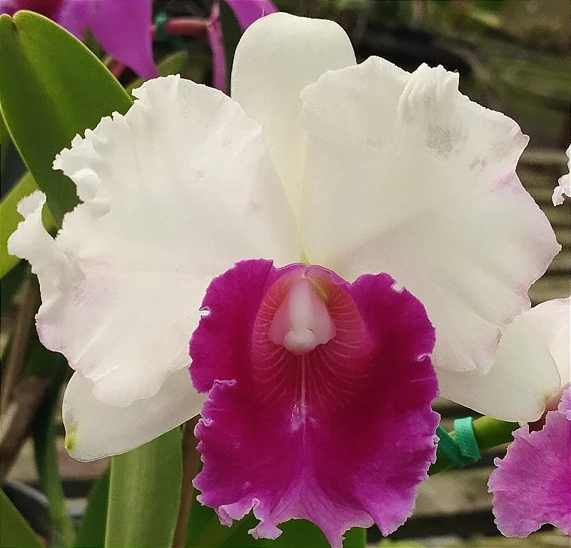 Blc. Chunyeah x Blc. Toshie Aoki