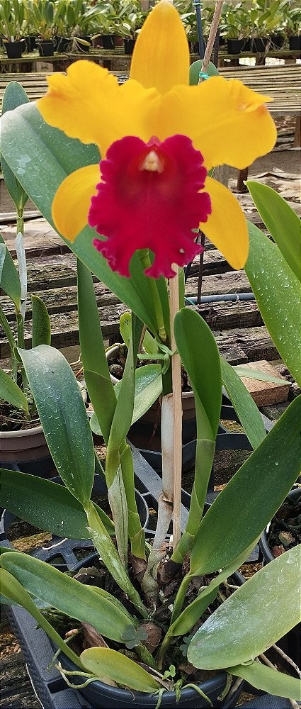 Blc. Exotic Apricot