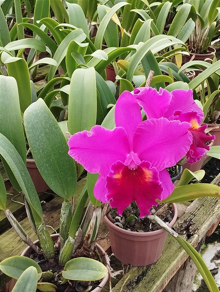 Blc. Heron's Roon "Grapeland"