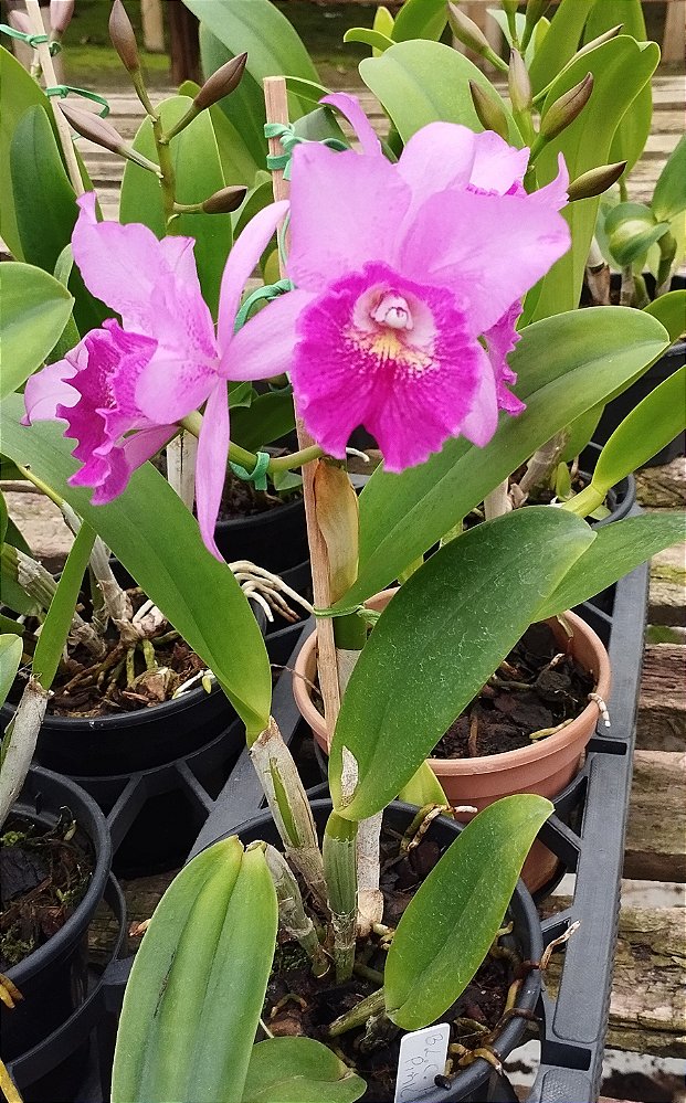Blc. Hsinying Pink Doll