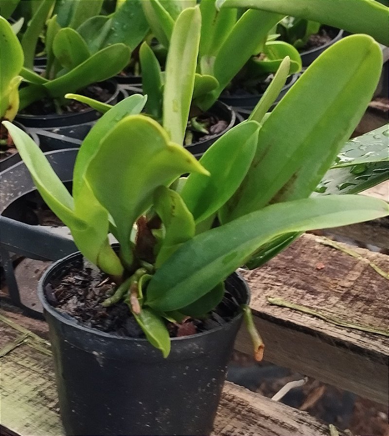 Lc. Sheila Lauterbach (mudas)