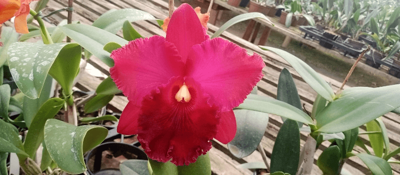 Blc. Miriam Suzuki "Red Stone"