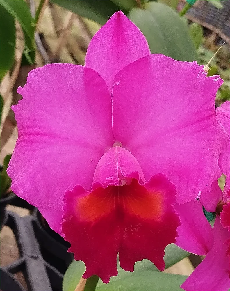 Blc. Nobiles Art