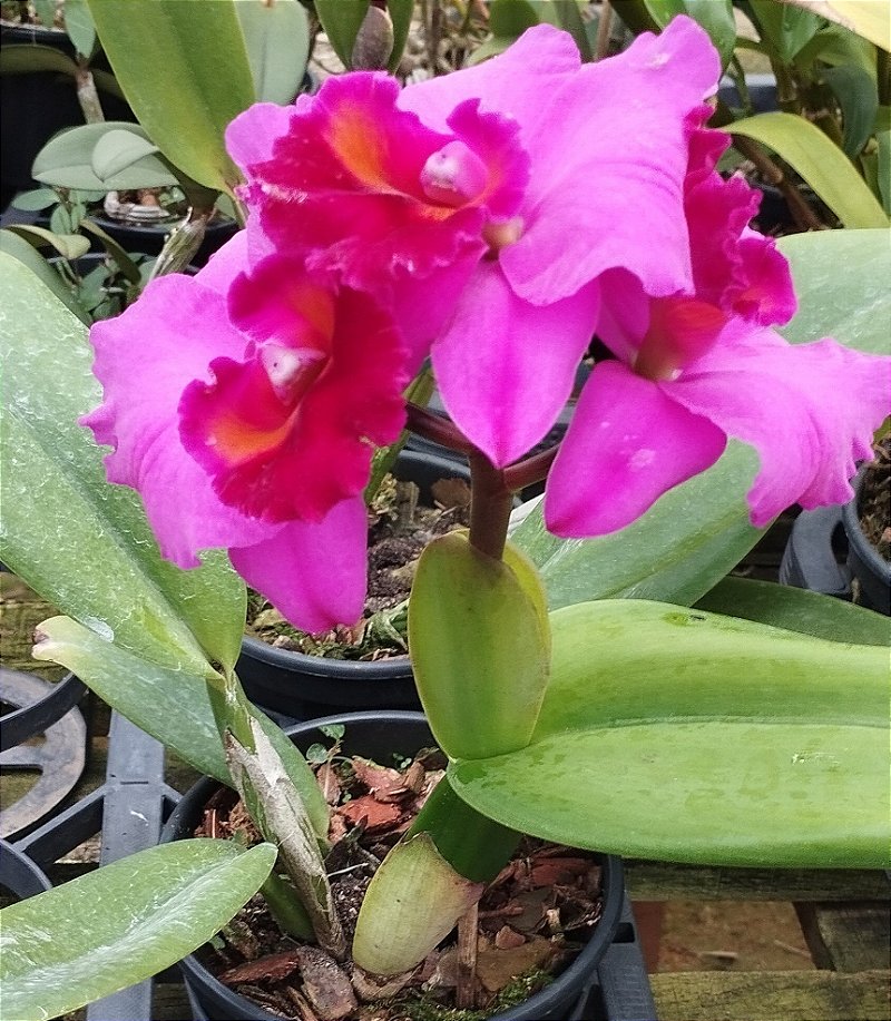 Blc. Nobiles Art