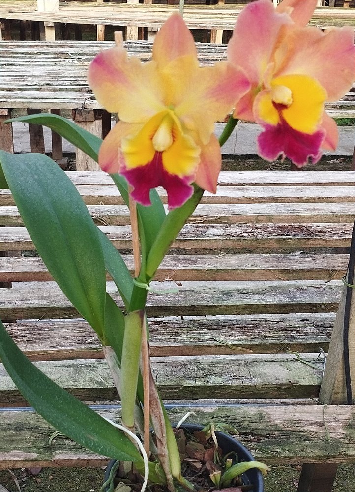 Blc. Nobile's Golden Top