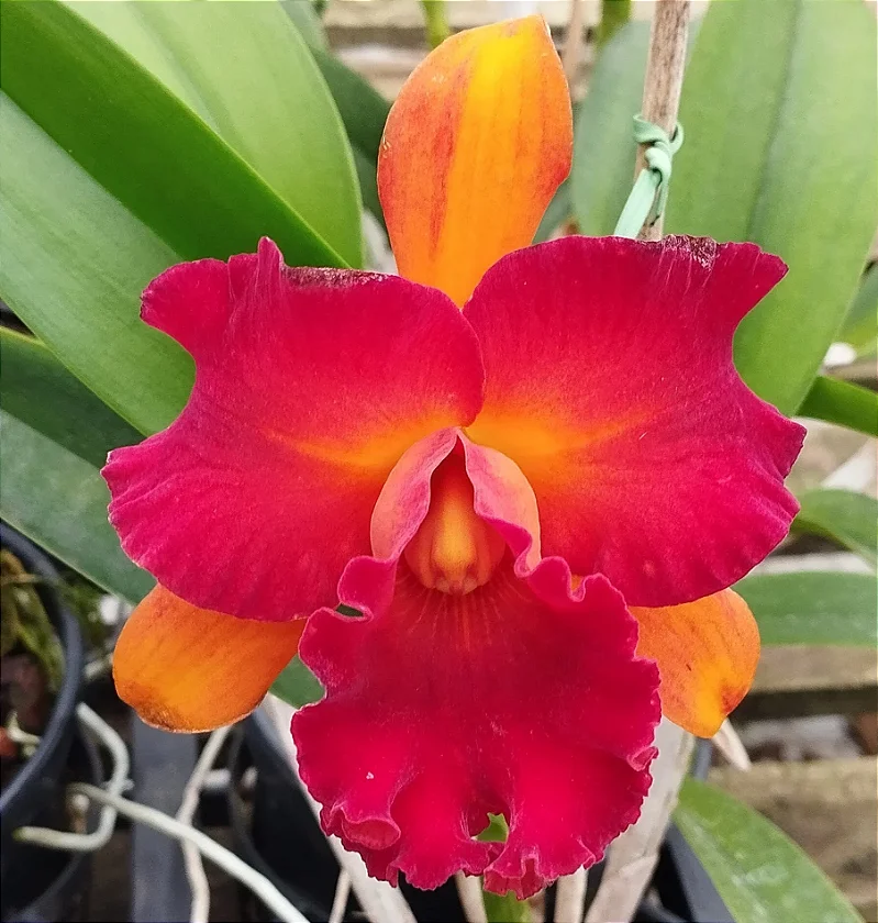 Blc. Nobiles Wildfire