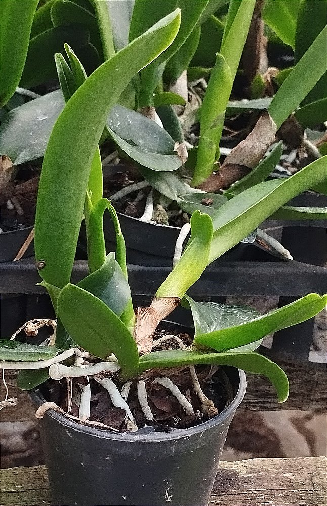 Blc. Yamanashi (mudas)