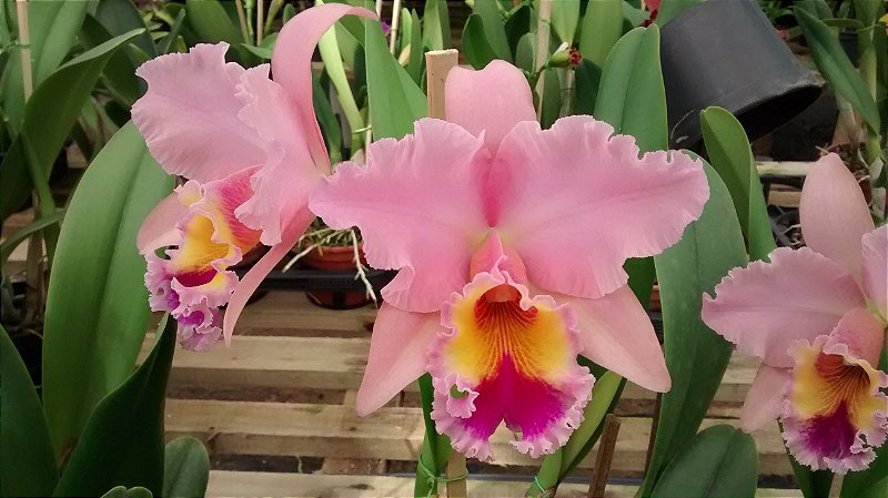 Blc. George King Serendipty (Touceira)