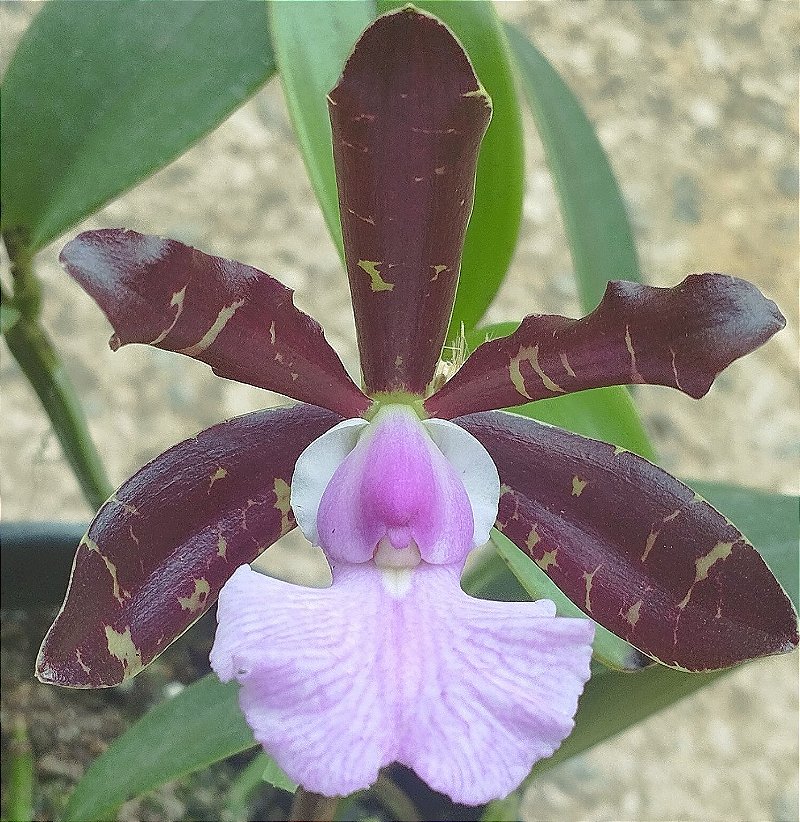 C. Aclandiae Nigrencis