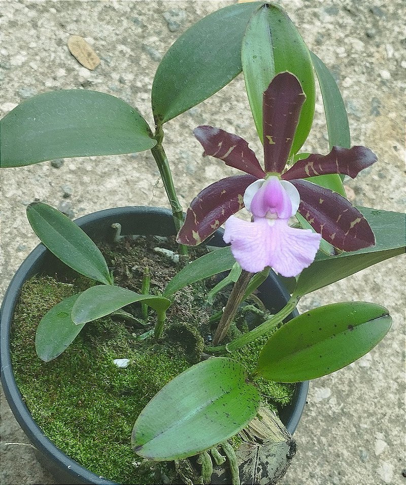 C. Aclandiae Nigrencis