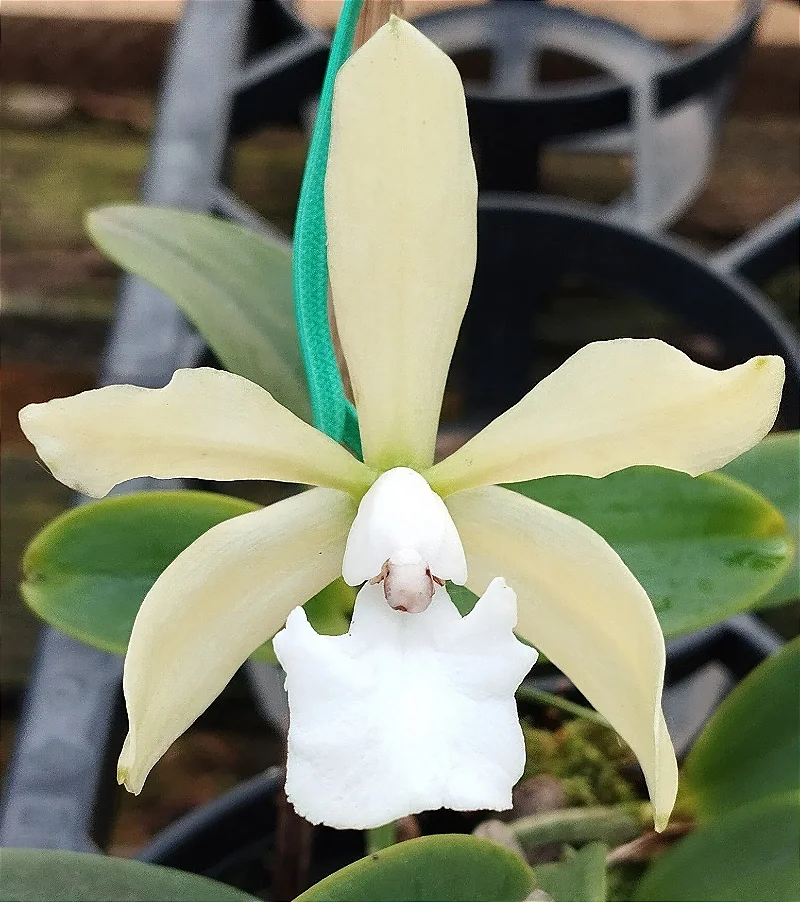 C. Aclandiae Alba