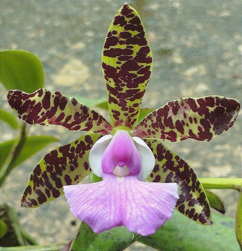C. Aclandiae var. Cocobongo