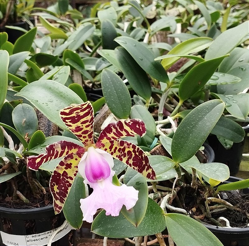 C. Aclandiae var. Cocobongo