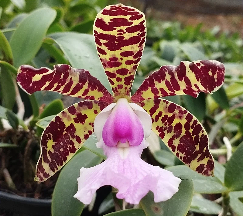 C. Aclandiae var. Cocobongo