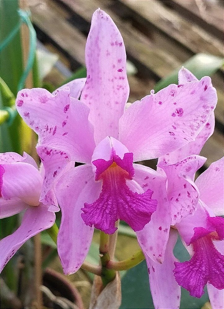 C. Amethystoglossa Joãozinho