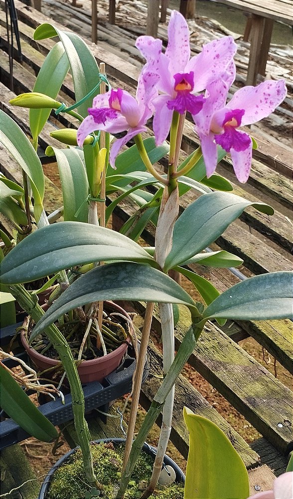 C. Amethystoglossa Joãozinho