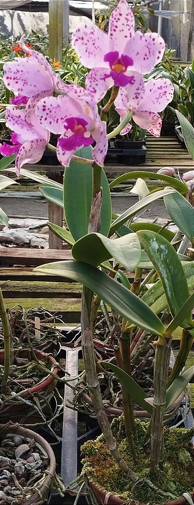 C. Amethystoglossa tipo