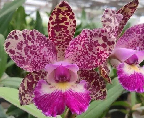C. Schilleriana x C. Cruzeiro do Sul