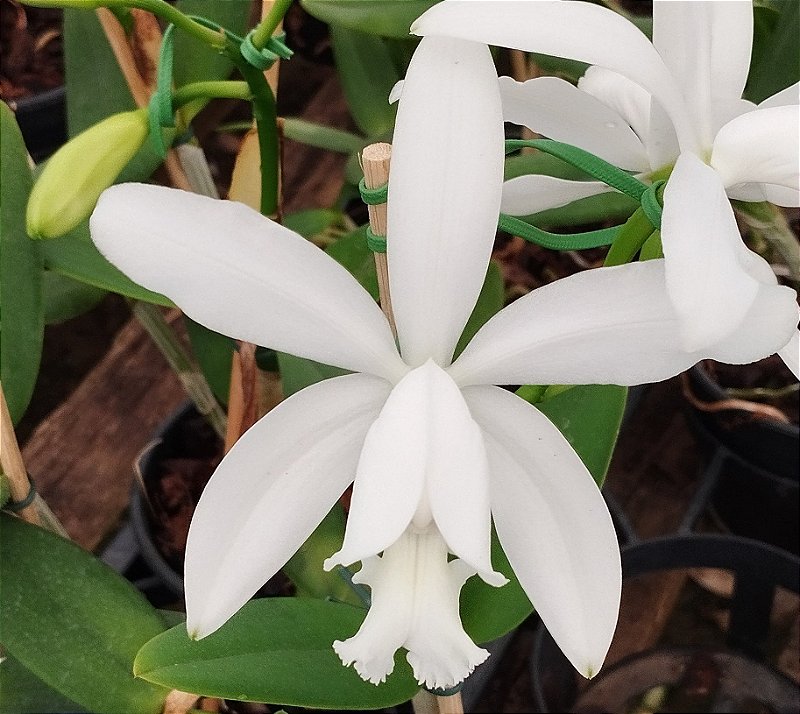 C. Intermédia Alba