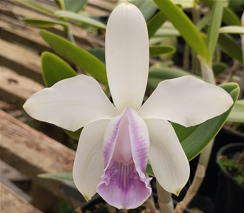 C. Intermédia coerulea