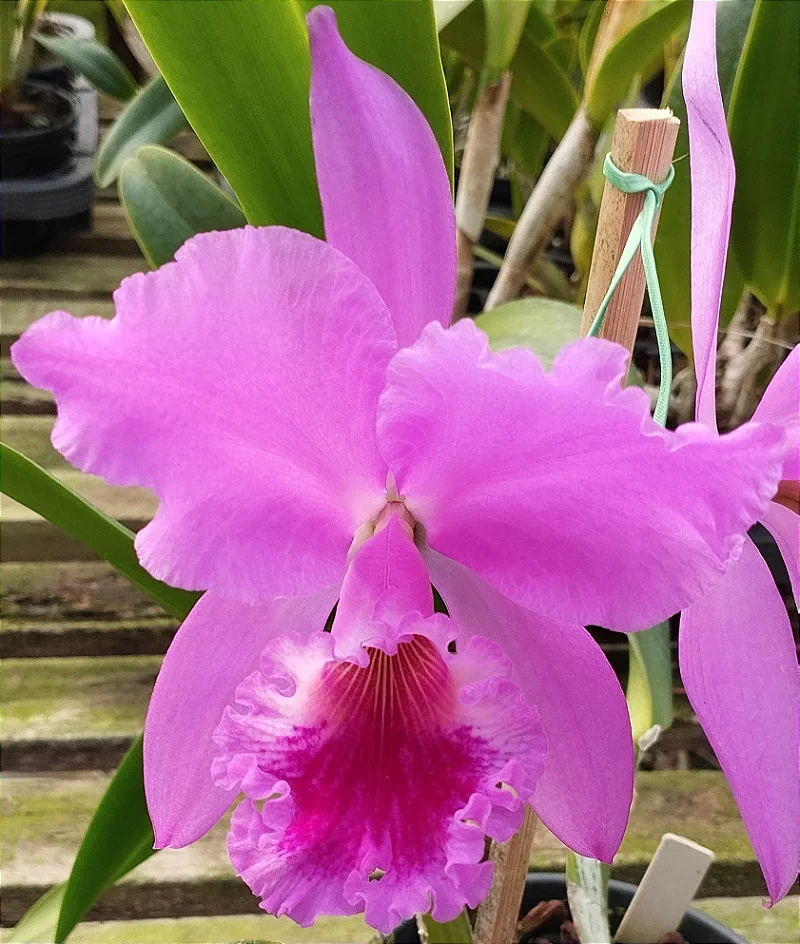 C. Labiata tipo