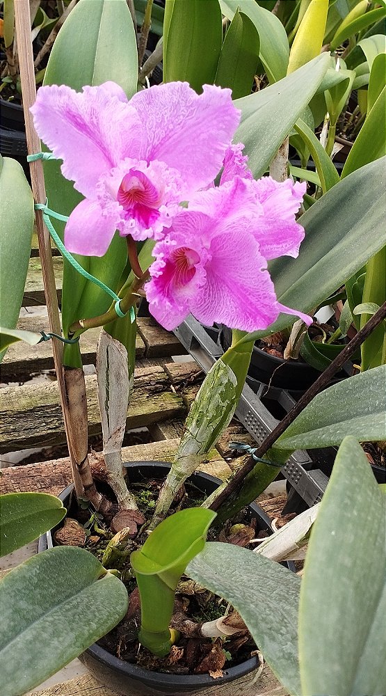 C. Labiata tipo (touceira)