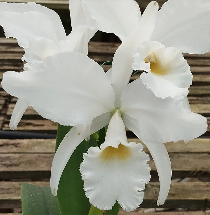 C. Labiata var. Alba