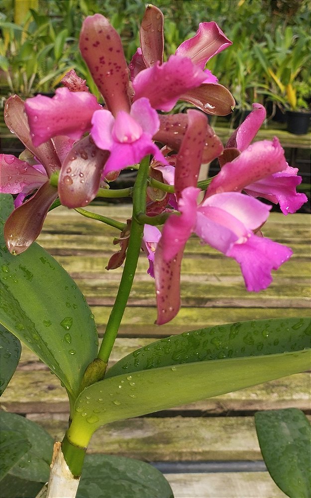 C. Leopoldii Trilabelo