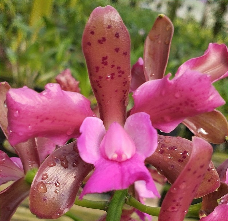 C. Leopoldii Trilabelo