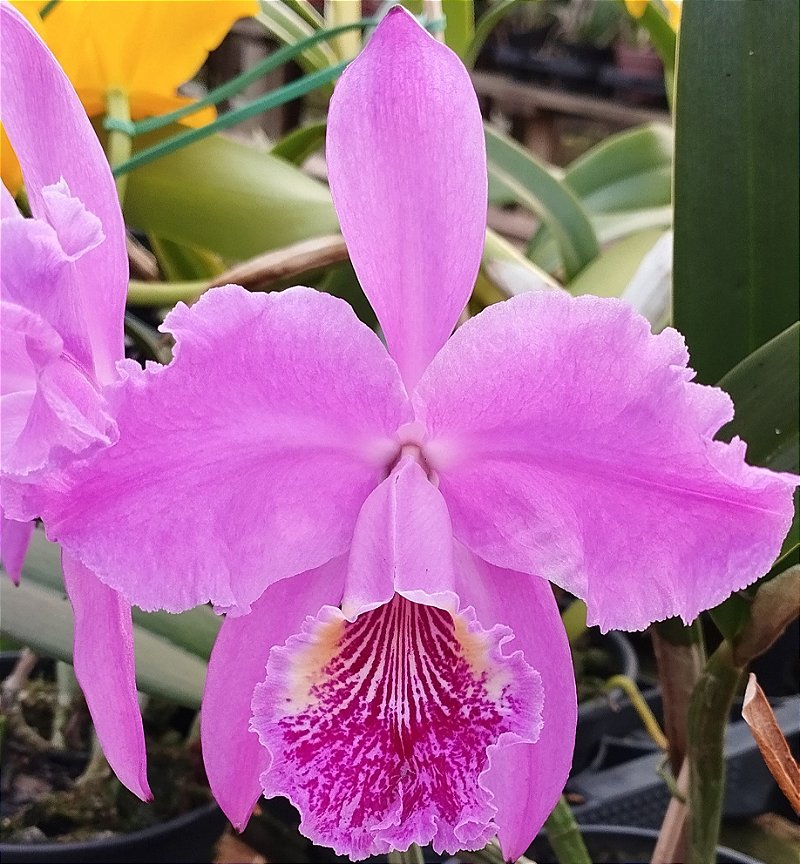 C. Lueddmanniana Rubra