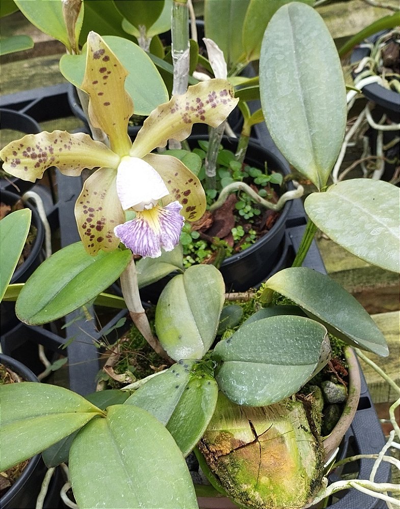 C. Schilleriana coerulea