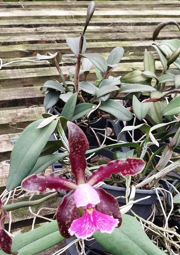 C. Schilleriana tipo