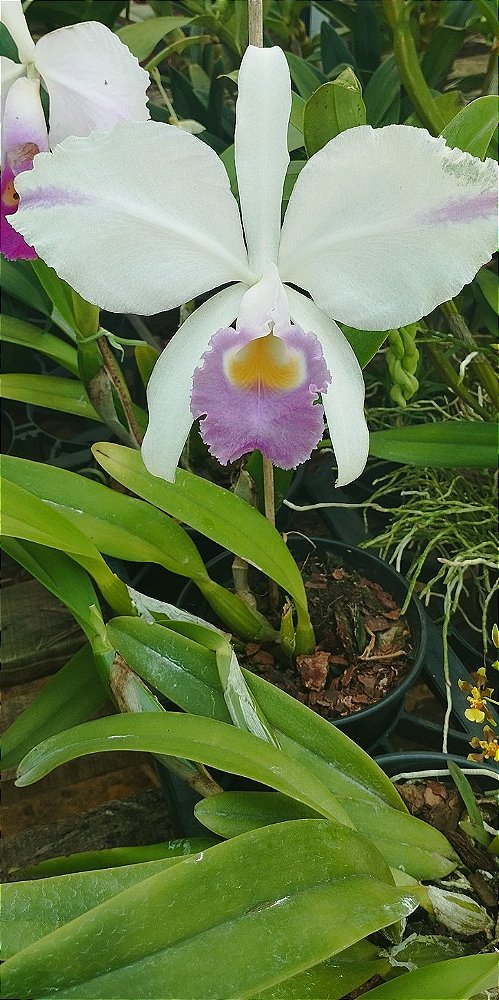 C. Trianae Flâmea Joãozinho x C. Trianae Flâmea Heitor Coerulea (cód. 27)