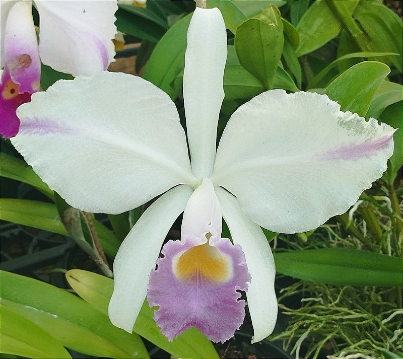 C. Trianae Flâmea Joãozinho x C. Trianae Flâmea Heitor Coerulea (cód. 27)