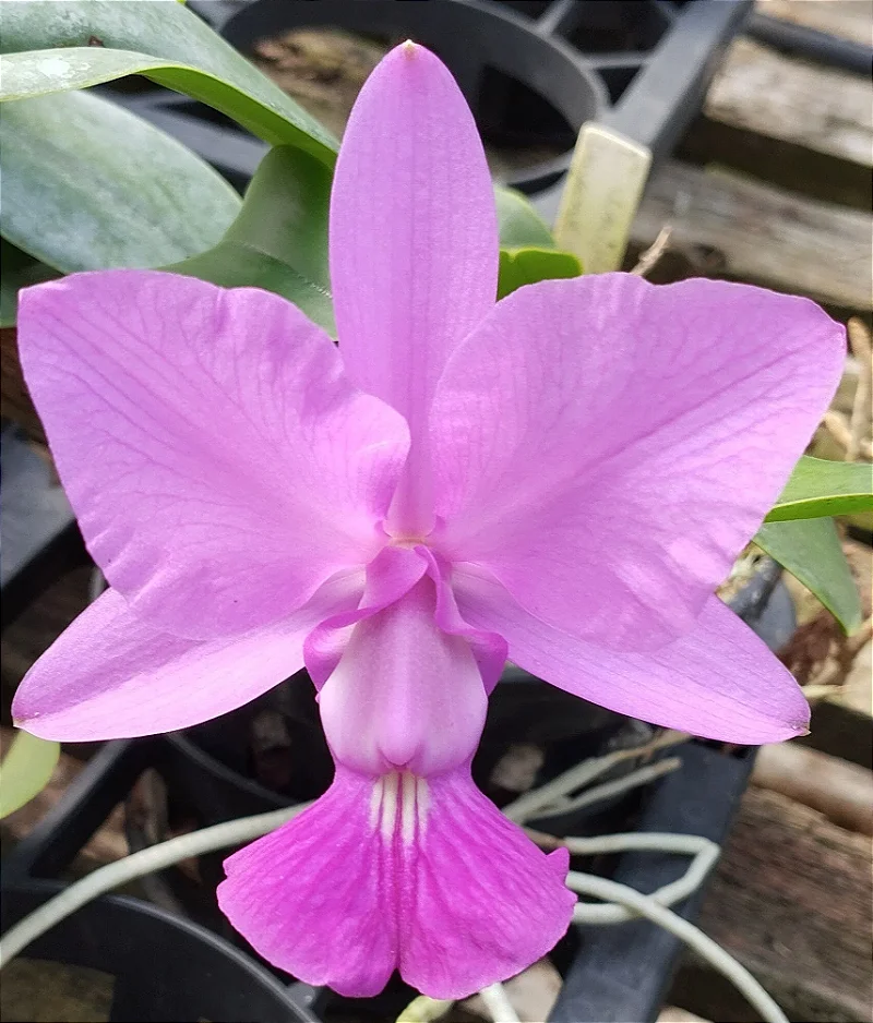 C. Walkeriana Alba x C. Walkeriana Daiane Wenzel x C. Walkeriana Marina
