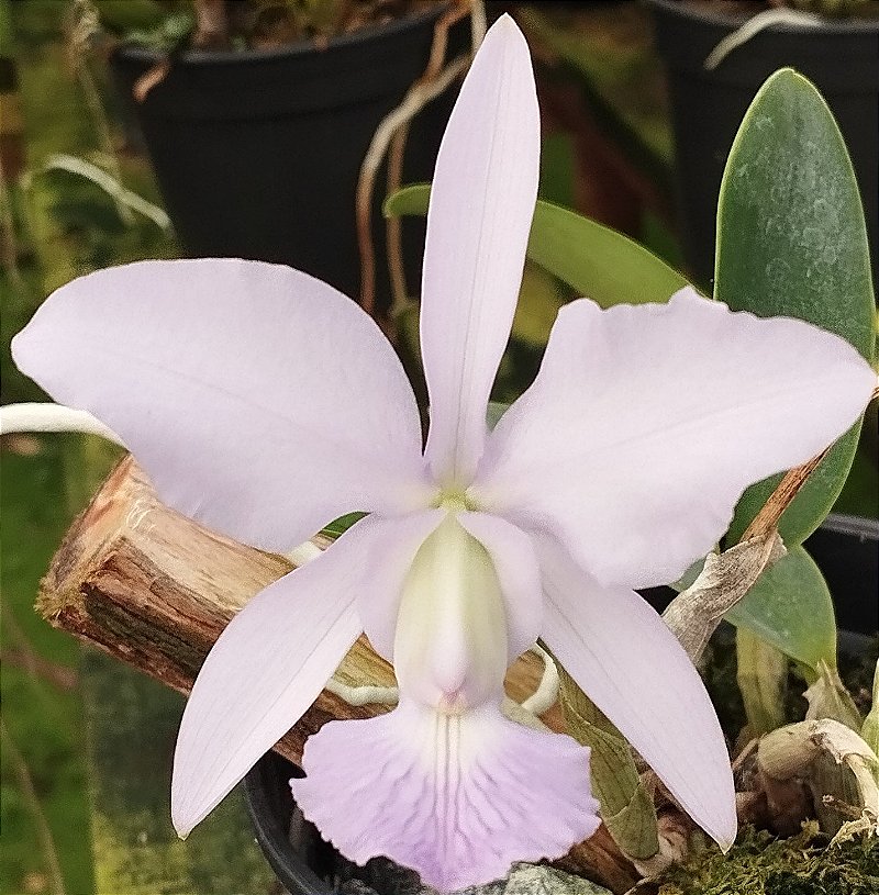 C. Walkeriana coerulea