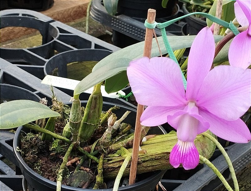 C. Walkeriana Dona Leda x C. Walkeriana Pink Smile