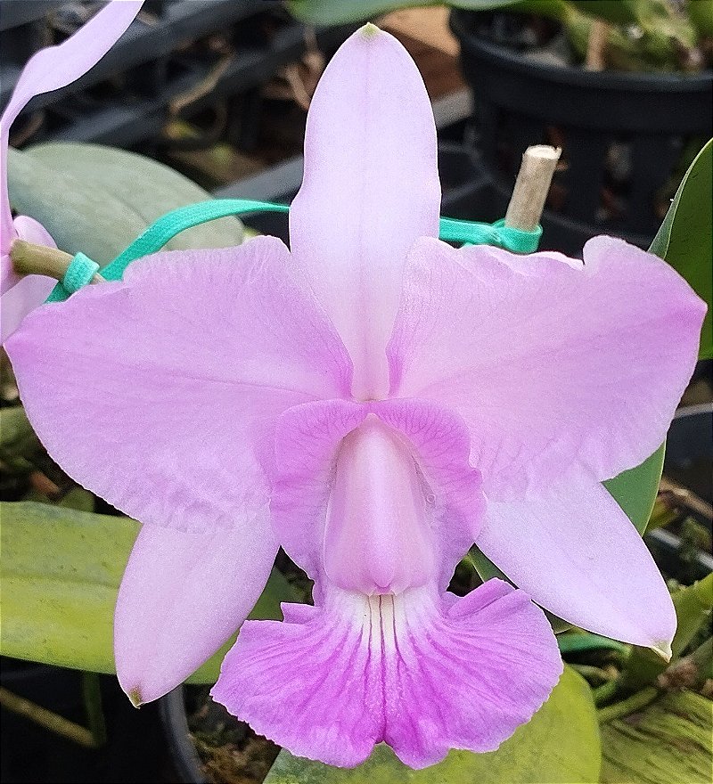 C. Walkeriana Pouso Alto  x C. Walkeriana Puanani