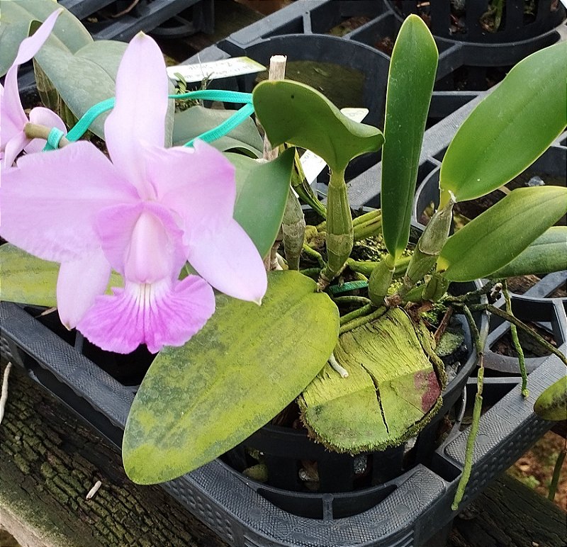 C. Walkeriana Pouso Alto  x C. Walkeriana Puanani