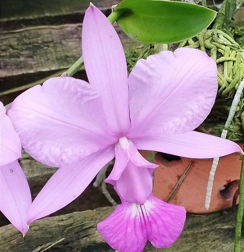 C. Walkeriana Estrela da Colina x C. Walkeriana Luiz Castro