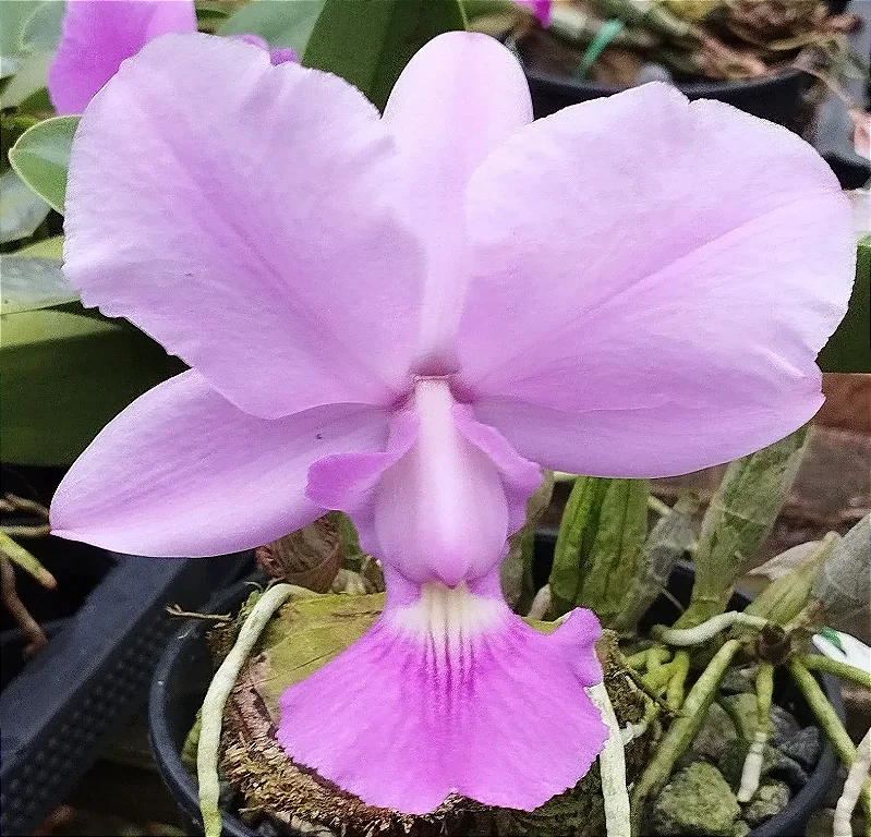 C. Walkeriana Evolution x C. Walkeriana Poços de Caldas x C. Walkeriana tipo Cely